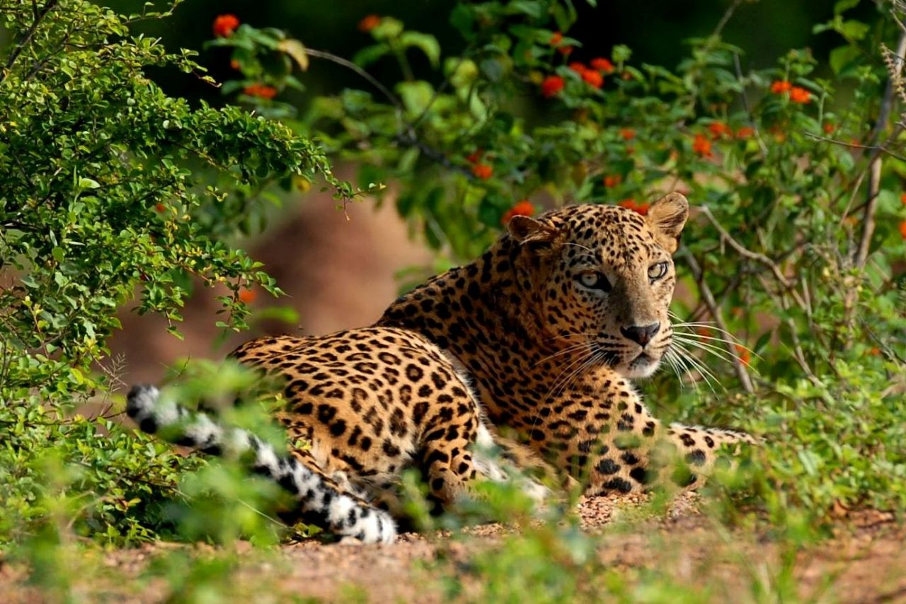 Echo’s of the wild 7 days 6 nights